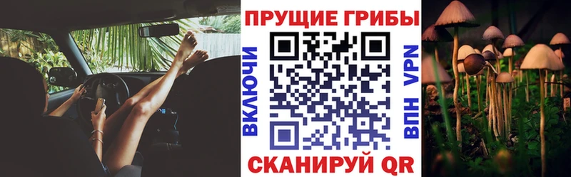 Псилоцибиновые грибы Psilocybe  купить наркоту  Псков 